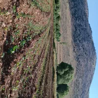 زمین کشاورزی دشتروم تنگاری ریواسی ۱۱۴۹۶ متر|فروش زمین و ملک کلنگی|یاسوج, |دیوار