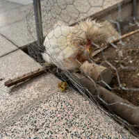 مرغ و خروس سلطان|حیوانات مزرعه|اردکان, |دیوار