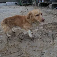 سگ پاکوتا