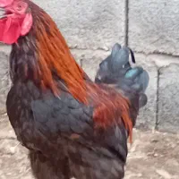 خروس