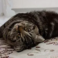 گربه