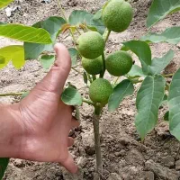 نهال های مثمر و غیر مثمر شناسنامه دار