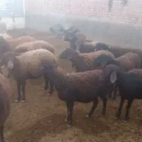 تعدا شیش راس گوسفند قزل افشار د
