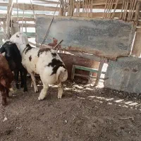 بره ۵ ماهه سفید