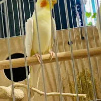 عروس هلندی کار داده