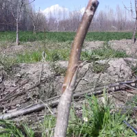 هرس درختان میوه وپیوند