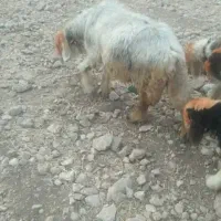 معاوضه باجوبره