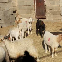 گوسفند|حیوانات مزرعه|حاجی آباد, |دیوار