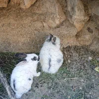 خرگوش|موش و خرگوش|لردگان, |دیوار