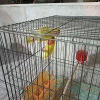 طوطی برزیلی