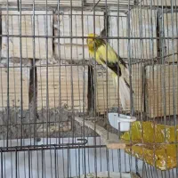 قناری رسمی|پرنده|یزد, |دیوار