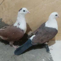 کبوتر کربلایی کله سفید