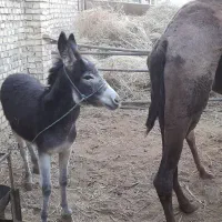 کرخر ماده نزاییده