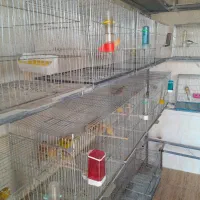 فروش قناری رسمی بلند ورسمی|پرنده|ابهر, |دیوار