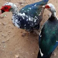 سیکا. اردک روسی|حیوانات مزرعه|بوشهر, |دیوار