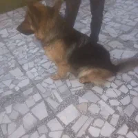 سگ ژرمن یک سال نیم ماده
