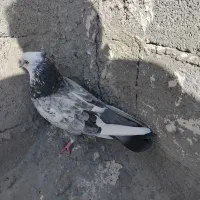 کبوتر تهرانی|پرنده|مرند, |دیوار