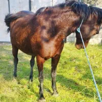 مادیان 6سال  آبستن|اسب و تجهیزات اسب‌سواری|پره‌سر, |دیوار