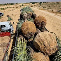 ارسال رایگان نخل پالم خانه زیبا بادبزنی|خدمات باغبانی و درختکاری|گلستان (تهران), |دیوار