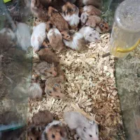 بچه همستر نر و ماده|موش و خرگوش|سبزوار, جوادیه شرقی|دیوار