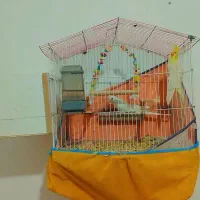 عروس هلندی آلبینو|پرنده|سیرجان, |دیوار