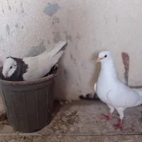 یک جفت کبوتر با جوجه هاشون|پرنده|چابهار, |دیوار