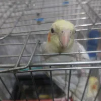 عروس هلندی ابلغ نر مست سخنگو