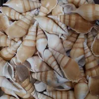 صدف گوش ماهی ( حراج) عمده