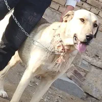 سگ عراقی|سگ|میاندوآب, |دیوار