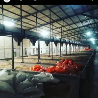 فروش کارخانه مدرن تولید برنج و سبوس|فروش دفتر صنعتی، کشاورزی، تجاری|کهریزک, |دیوار