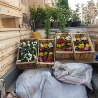 باغبانی و سم پاشی و حرس کردن|خدمات باغبانی و درختکاری|مشهد, وکیل‌آباد|دیوار