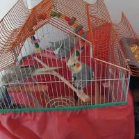 عروس هلندی|پرنده|قم, شهرک فاطمیه|دیوار