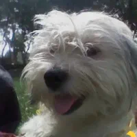 سگ  پشمالو .پت  پیدا شده