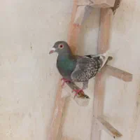 چندتا ماده خوب