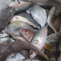 ماهی ماهی  ماهی مخلوط  وقزل دزفول