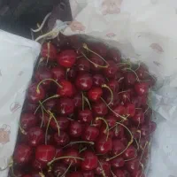 گیلاس تکدانه درجه یک