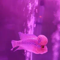 ماهی فلاور هورن  دردراگون