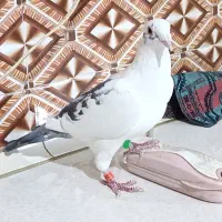 نر پرستو|پرنده|کرباسک, |دیوار