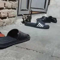 گربه