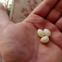 تخم فنچ جغدی و گلو بریده|پرنده|کرج, دولتآباد|دیوار