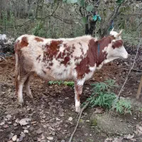 یک راس لیشه مونت بیلیارد