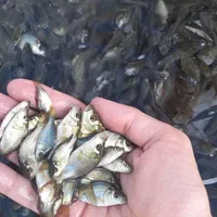 بچه ماهی کپور|ماهی|کاشان, پامنار|دیوار