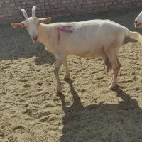 بزسانن|حیوانات مزرعه|درمیان, |دیوار