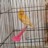 قناری|پرنده|مشهد, کارگران|دیوار