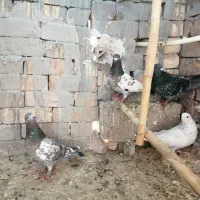 کبوتر غریب گیری|پرنده|شاهرود, |دیوار