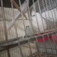 عروس هلندی جفت آلبینو|پرنده|رباطکریم, رباطکریم|دیوار