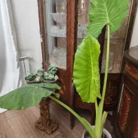 گل بابا آدم و گل سودوم یا رز مکزیکی