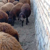 یک گوسفند افشار|حیوانات مزرعه|جوین, |دیوار