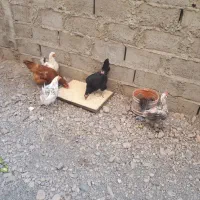 مرغ تخم گذار