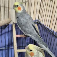 عروس هلندی گم شده|پرنده|نورآباد, |دیوار